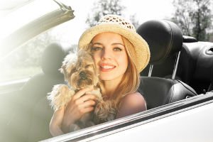 Our car accident lawyers report on States that are considering banning dogs in drivers' laps to curb distracted driving.