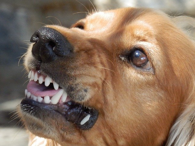 Aggressive Dog Attack During Summer in Alabama
