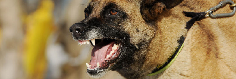 dog barking while being restrained by a leash