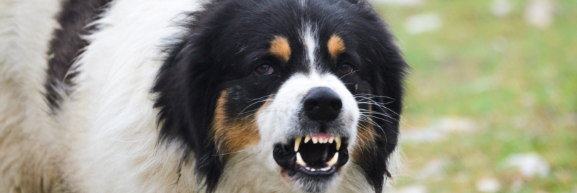 snarling dog