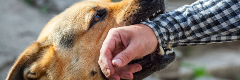 dog bite in scottsboro